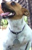 Donnie Lee Payne's dog